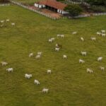 Produtores rurais têm até 30 de junho para atualizar cadastro de rebanhos junto ao Idaf