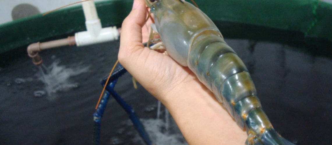 Camarão-gigante-da-Malásia. Foto Reprodução Redes Sociais (1)