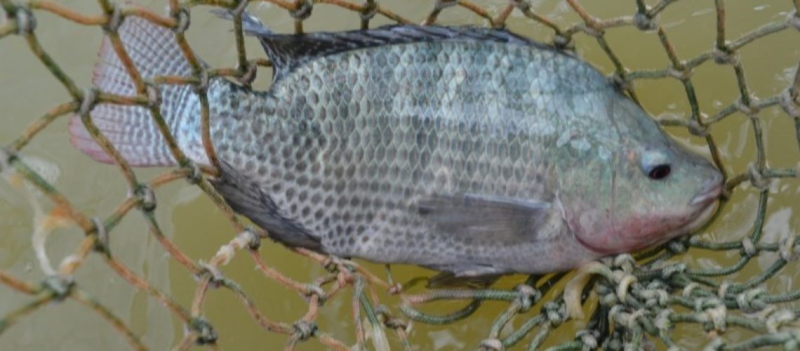 Incaper_tilapia_Arquivo (1)