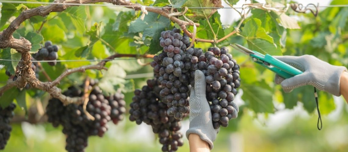 WhatsApp Image 2025-12-04 at 17.04.32