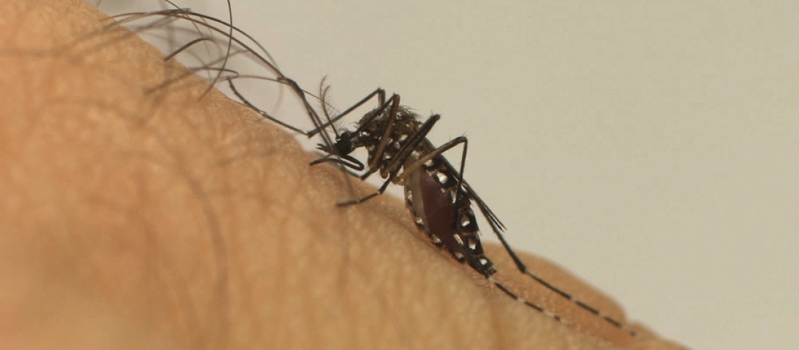 aedes_aegypti_fiocruz1-12