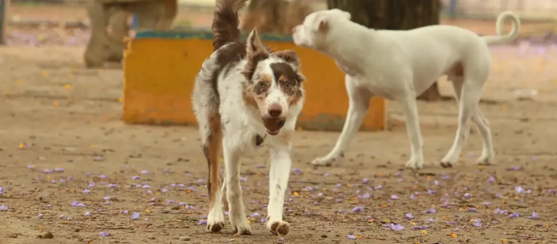 cachorros_no_parcao_praca_ayrton_senna_do_brasil_rvrsa_abr_2910212710