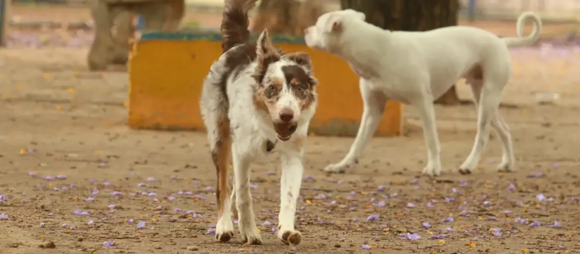 tutores_com_caes_no_parcao_espaco_exclusivo_para_cachorros_na_praca_ayrton_senna_do_brasil_rvsa_abr_103020210151-1